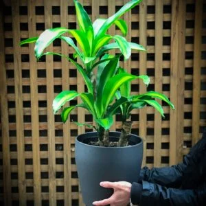 Dracaena Fragrans