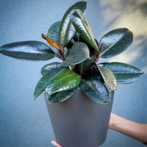 Ficus Elastica