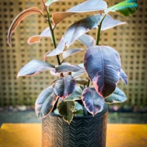 Ficus Ruby