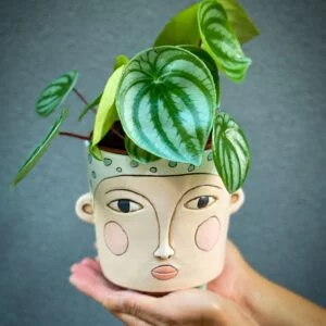 Peperomia with Polly