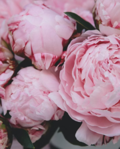 Peonies Wealth honour and romance in various cultures, prosperity and good fortune