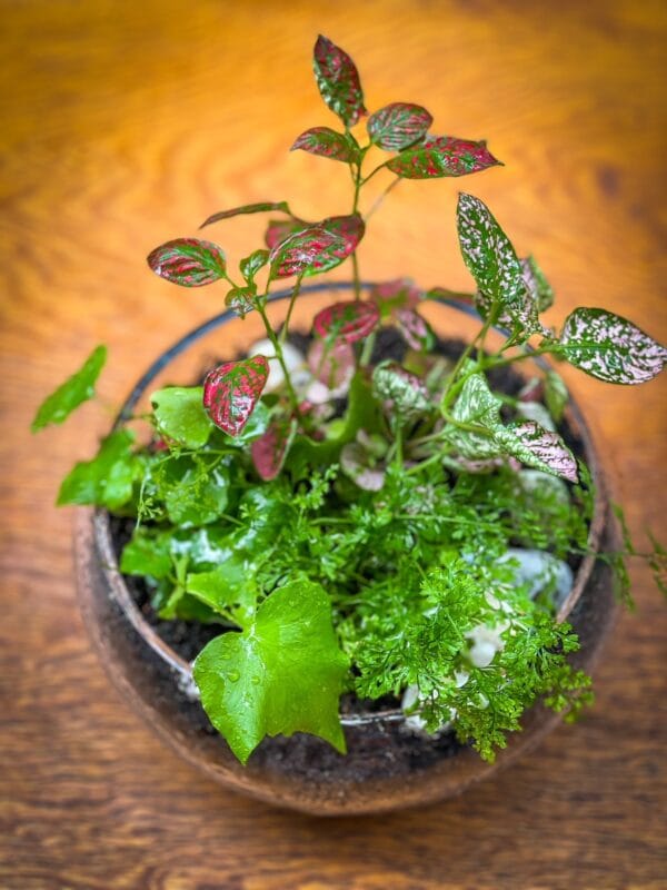 Open Beautiful Terrarium - Image 3